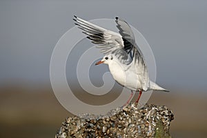 Black-headed gull, Larus ridibundus