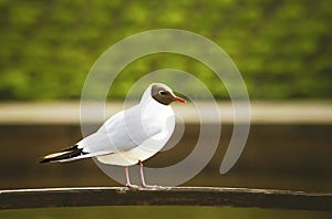 Black-headed Gull (Larus ridibundus)