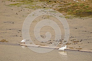 Black-headed gull and little egret.