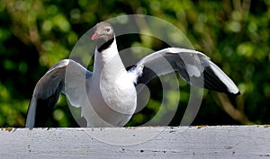 Black headed gull looking for food in UK seaside resort.