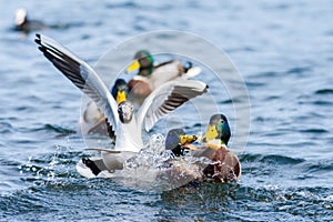 Black Headed Gull and Mallards feeding, Spring, UK