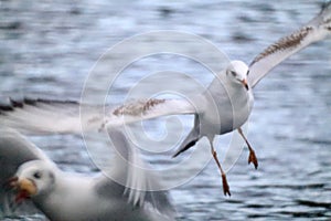 A black headed gull in mid flight over lake