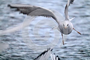 A black headed gull in mid flight