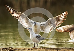 Black-headed gull near Buhair lake