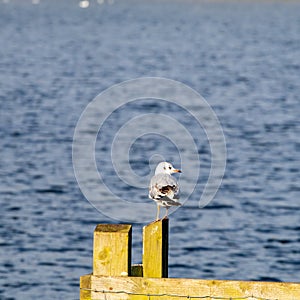 `Black-headed gull perched on a fence