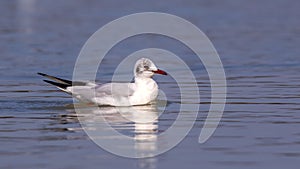 Black-headed Gull on Pond