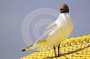 Black-headed gull on roof