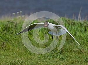 Black-headed Gull scavenging