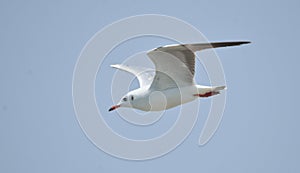 Black headed gull in sea beach photo