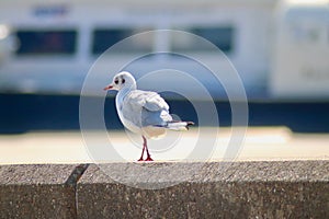 A black headed gull on a sea wall