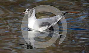 The black-headed gull is a small gull that breeds in much of the Palearctic