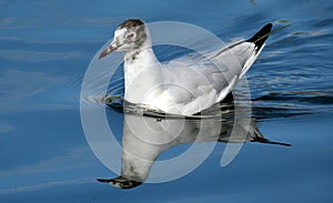 The black-headed gull is a small gull that breeds in much of the Palearctic