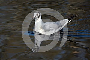 The black-headed gull is a small gull that breeds in much of the Palearctic