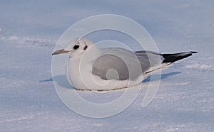 Black-headed Gull on snow