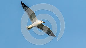 black-headed gull soaring in the blue sky