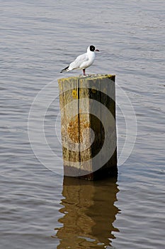 Black-headed Gull, Southwold, Suffolk, England, UK