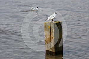 Black-headed Gull, Southwold, Suffolk, England, UK