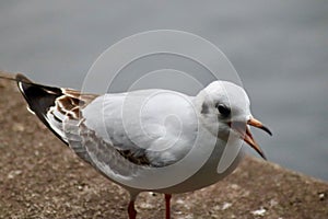 A black headed gull squawking photo