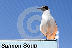 Black-headed gull standing on the street kitchen sign