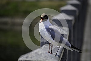 The black headed gull stands on marble railing and open it's mouth to cool down the flesh