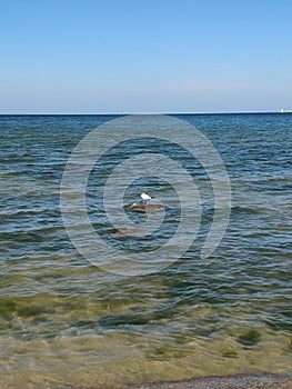 black headed-gull on a stone in the baltic sea