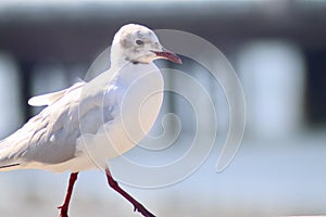 Black headed gull strolling along