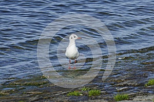 Black-headed gull strutting along the banks of the Rhine