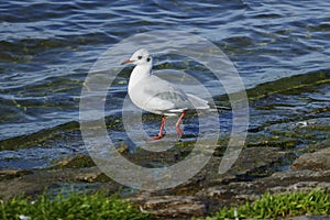 Black-headed gull strutting along the banks of the Rhine