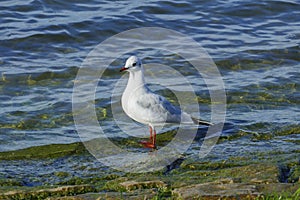 Black-headed gull strutting along the banks of the Rhine