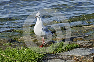 Black-headed gull strutting along the banks of the Rhine