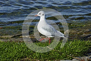 Black-headed gull strutting along the banks of the Rhine