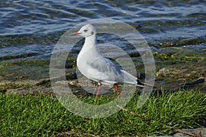 Black-headed gull strutting along the banks of the Rhine