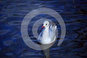 A Black-headed gull swimming in blue water