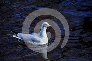 A Black-headed gull swimming in blue water