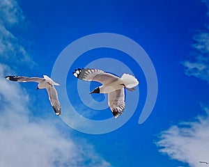 The black-headed gull in Tibet,China