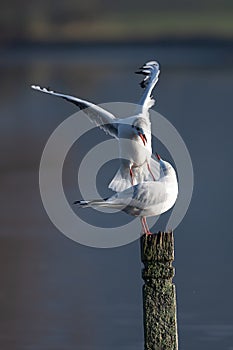 Black headed gull trying to dislodge another gull perched on a post