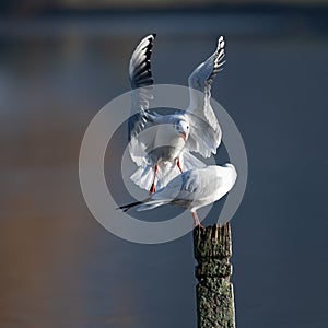 Black headed gull trying to dislodge another gull perched on a post