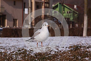 Black-headed gull walking in Cluj city in winter