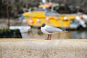 Black headed gull on a wall