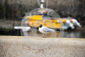 Black headed gull on a wall