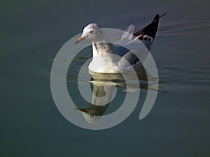 A black-headed gull in water