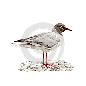 Black-headed gull watercolor illustration. Hand drawn seagull standing on pebble ground. Wildlife seashore bird