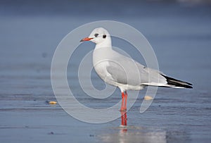 Black-headed Gull in winter plumage