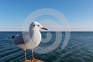 Black headed gull in winter plumage