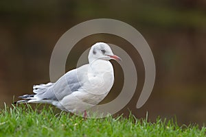 Black headed Gull in winter plumage