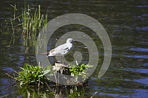 Black-headed gull in winter plumage