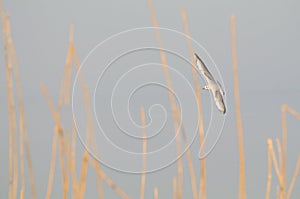 Black-headed Gull in Winter Plumage