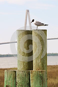 Black headed gull on wooden pier posts with marsh grass, water, and suspension bridge in background, vertical