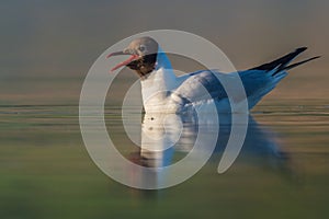 The Black-headed Gull & x28;Chroicocephalus ridibundus& x29; photo