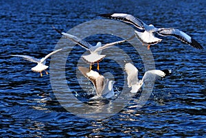 Black-headed gulls